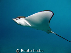 Eagle Ray passing by , Canon S70 by Beate Krebs 